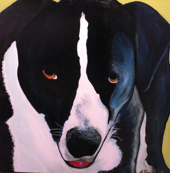Border Collie