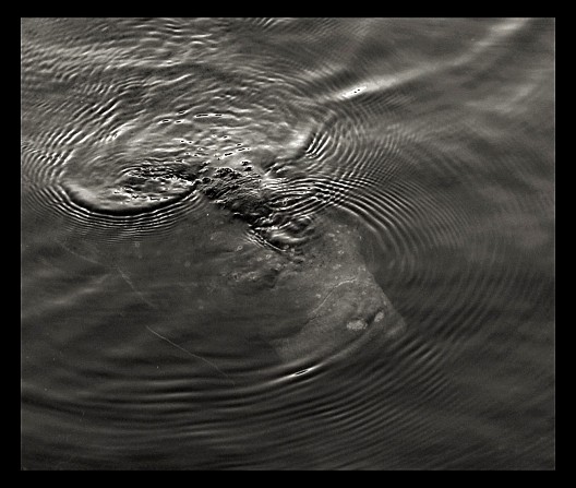 Through Cold Ripples