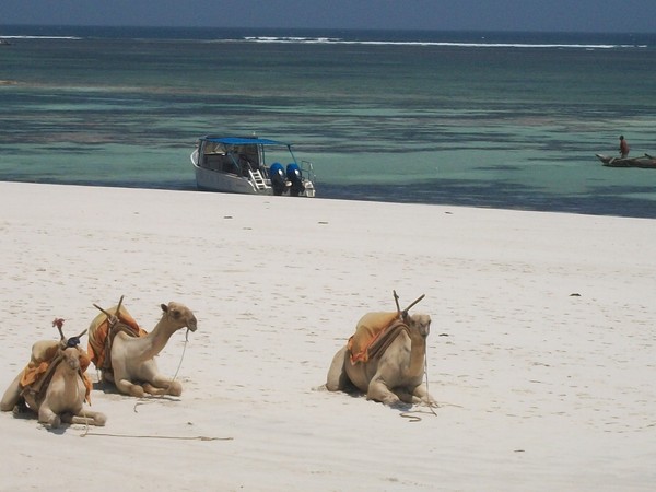 Camels on the beach
