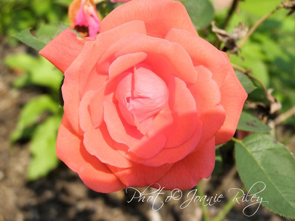 coral rose