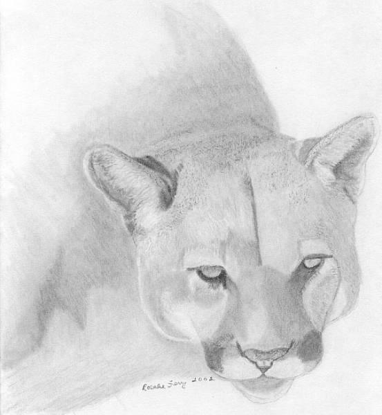Cougar