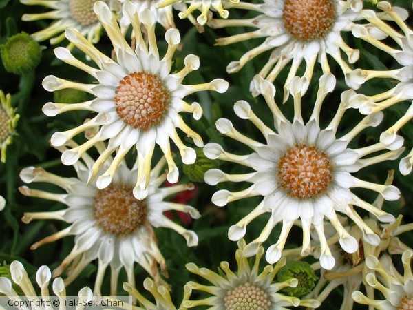 Spoon Daisy (Osteospermum Nasinga Cream)