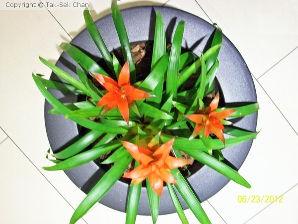 Guzmania lingulata, Natick
