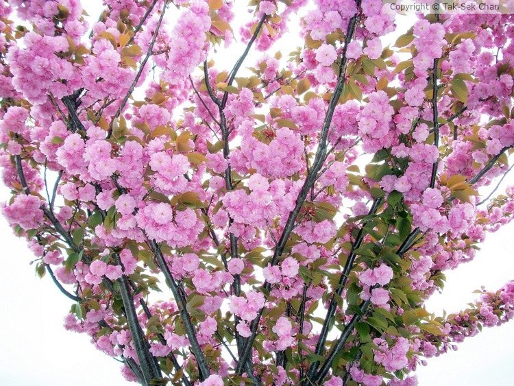 Cherry Tree, Howard Beach, NY, USA, 04-30-2011