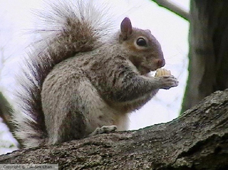 Squirrel on a tree 03-21-2007