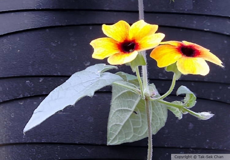 Thunbergia alata, Russell's, Wayland, MA, USA, 05-23-2021
