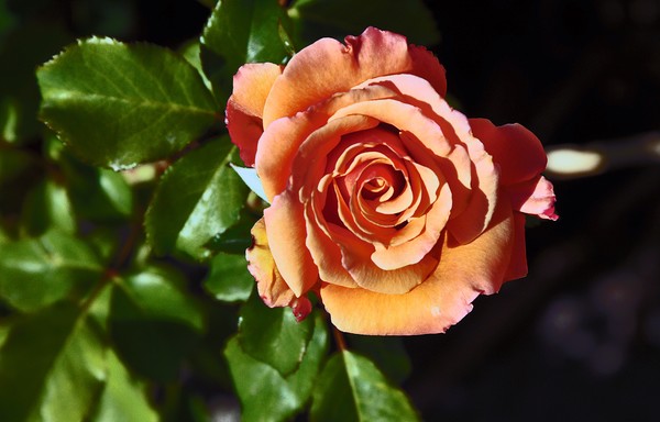 Rose