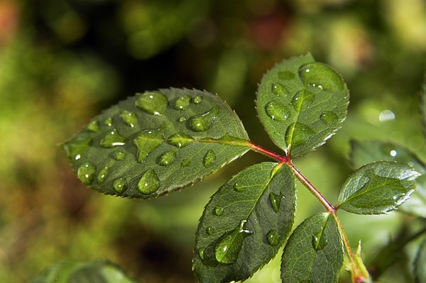 Rain On The Leaves