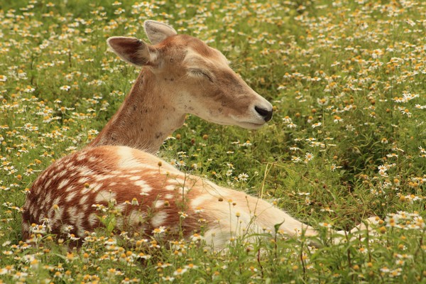 Deer