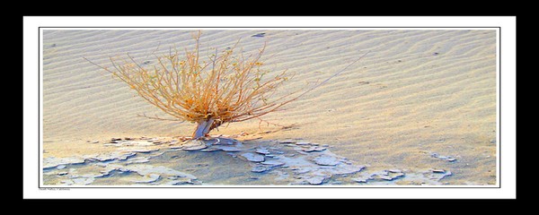 DSCF1965 4x10