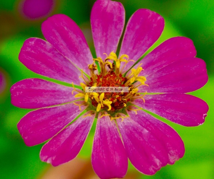 Flower Power