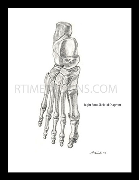 right human foot skeletal drawing