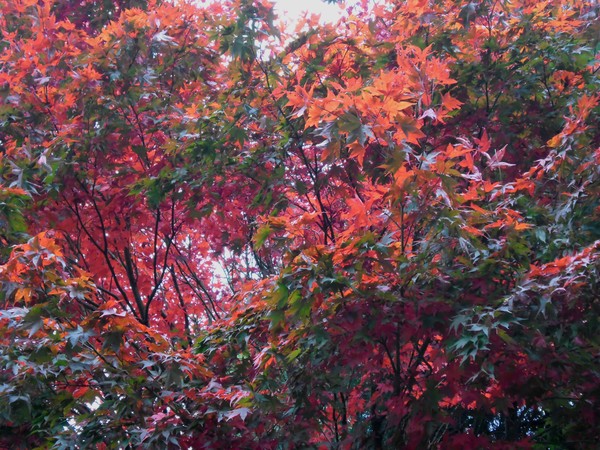 Autumn 13