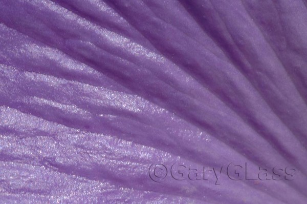 Texture of Lavendar