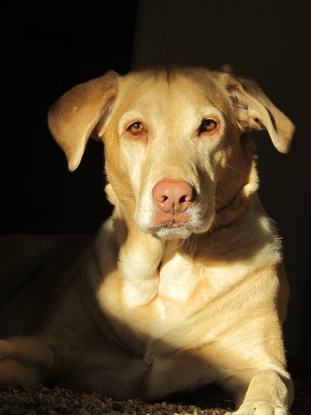 TEQUILLA THE YELLOW LAB