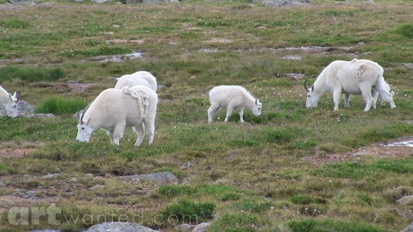 Mt. Evans Wildlife Colorado