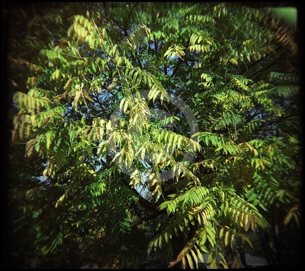 Green Tree in Spring