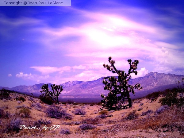 Desert (web)