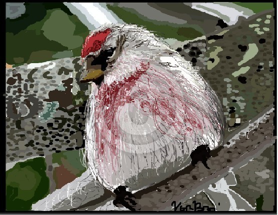 PINK/RED BIRD