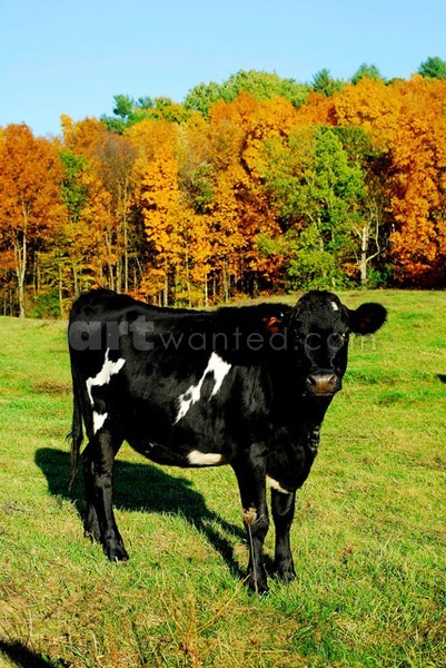 Curious Cows VI