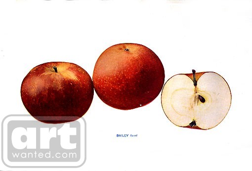 Apple  Bailey