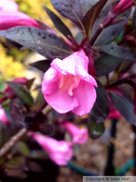 flowering shrub