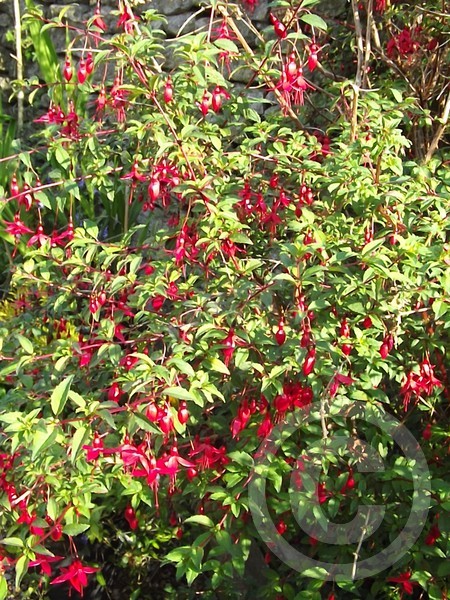 Fuchsia