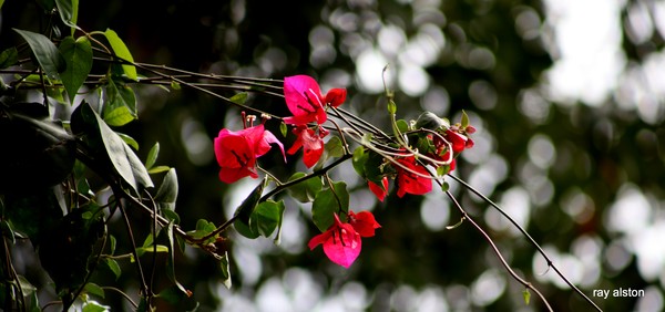 pink on the vine 