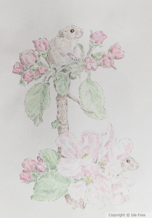 Appleblossom