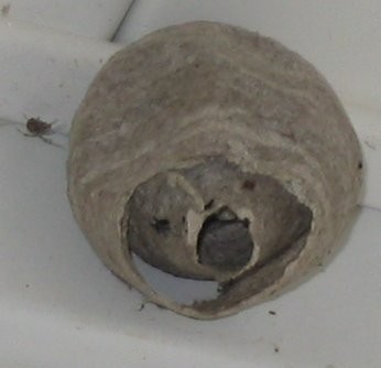 Wasp nest