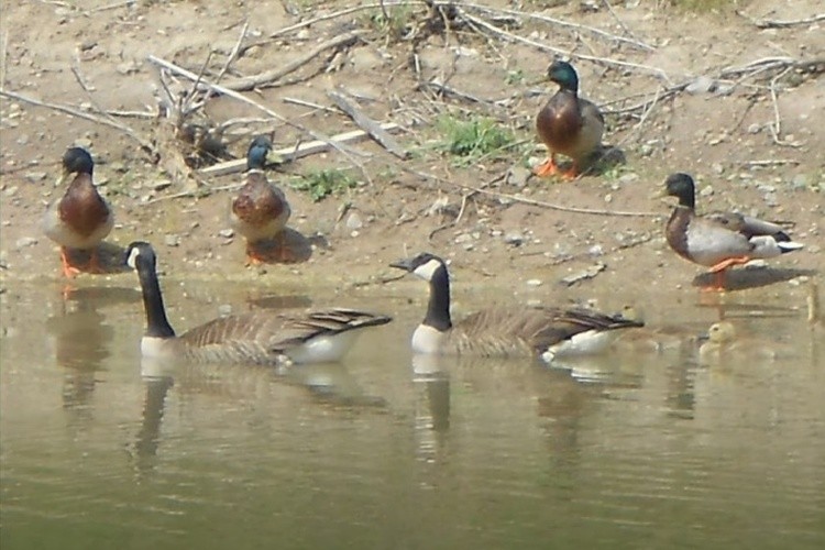 Beamsville Park 66