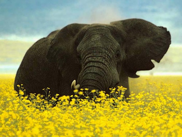 Don't eat the daisies 3