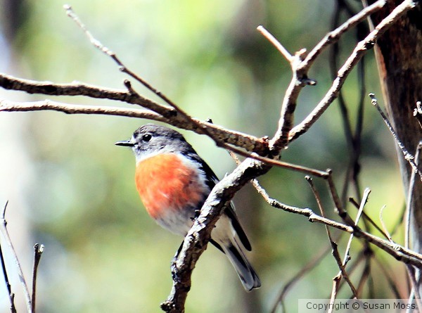 Scarlet Robin