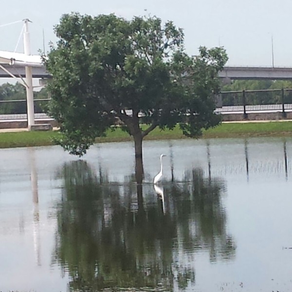 Reflections in the Flood