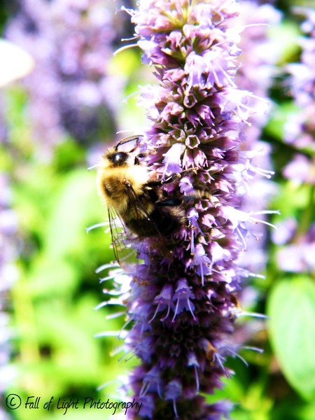 A Bee's Day