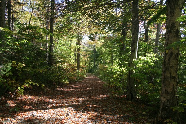FALL IN VERMONT
