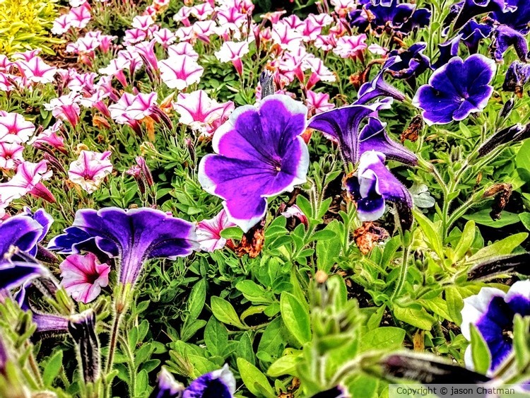 Flower path 1