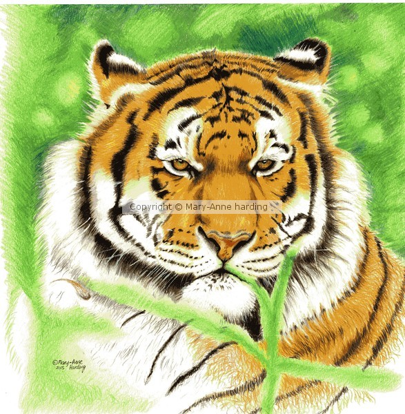 Majestic Tiger