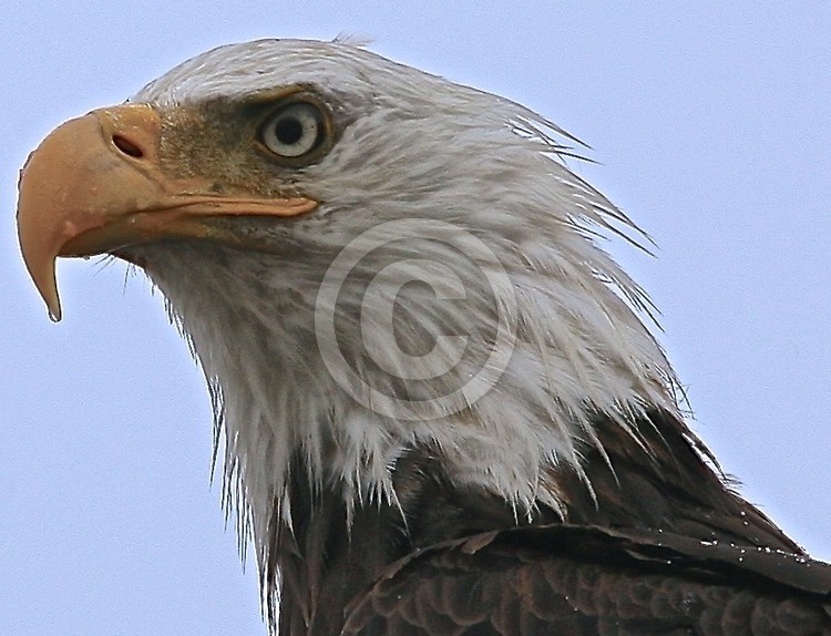 boss bird