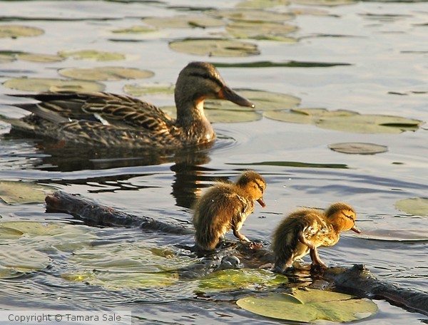 Log-rolling Ducklings
