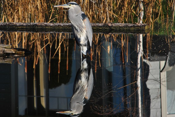 One Legged Great Blue Heron