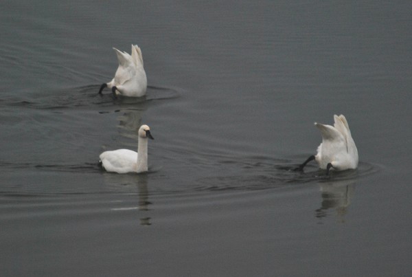 Swans doing what swans do