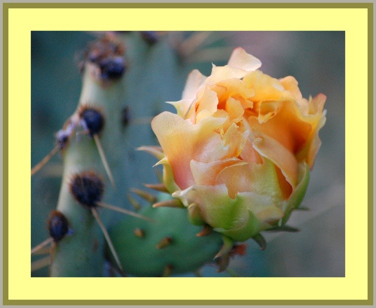 Closed Cactus Blossom Border 1