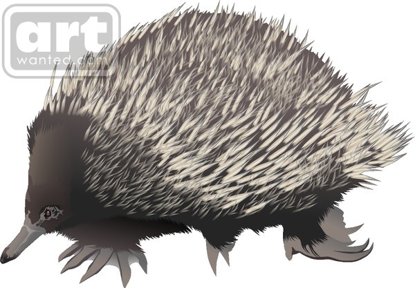 echidna2