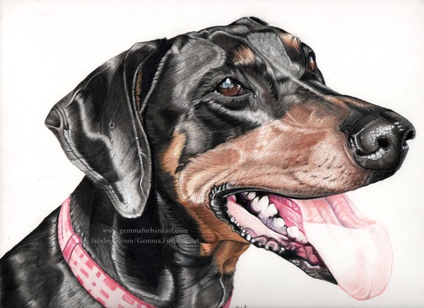 Zara - Doberman Commissioned Drawing
