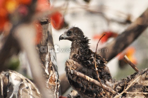 BLACK KITE 4