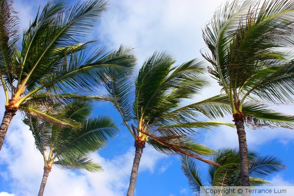Palms Waving