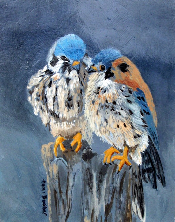 American Kestrels