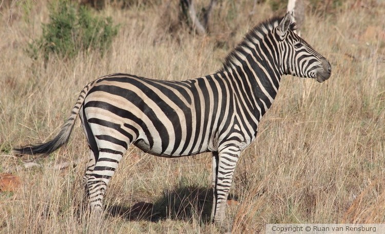 Plain Zebra