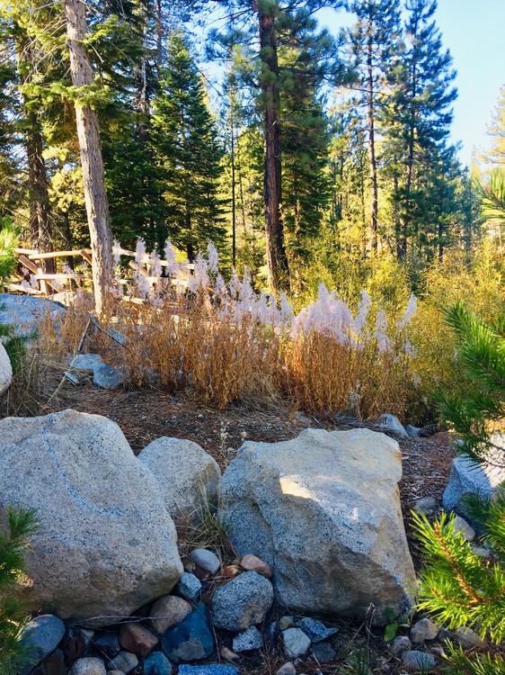 Forest/ Tahoe / Truckee 